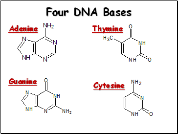 Four DNA Bases