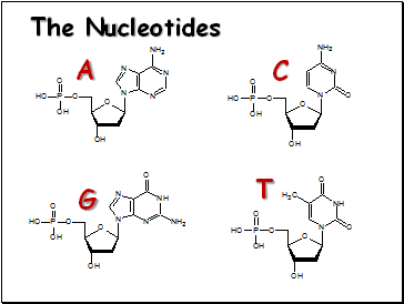 The Nucleotides