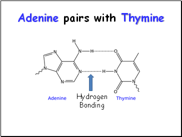 Adenine pairs with Thymine
