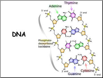 DNA