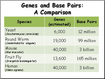 Genes and Base Pairs: A Comparison