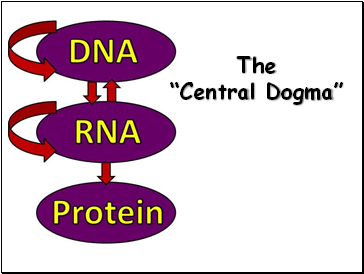 The Central Dogma