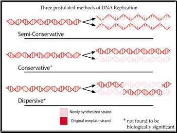 Possible Modes of DNA Replication