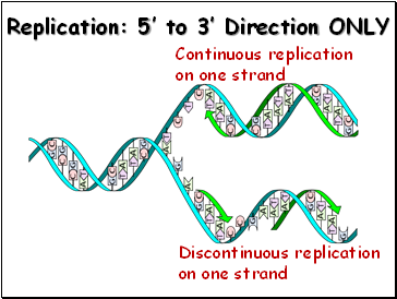 Replication: 5’ to 3’ Direction ONLY