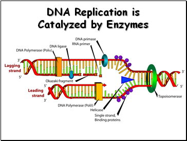 DNA Replication is Catalyzed by Enzymes