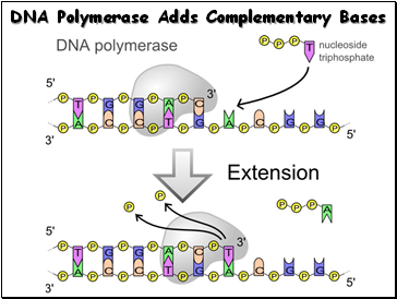 DNA Polymerase Adds Complementary Bases