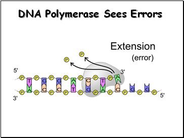 DNA Polymerase Sees Errors