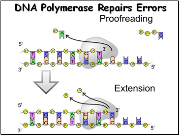DNA Polymerase Repairs Errors