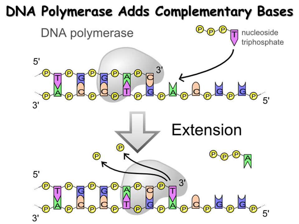 DNA. Structure and Replication - Presentation Biology ... complimentary dna base diagram 