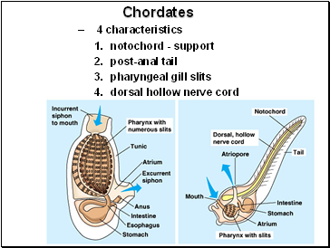 Chordates