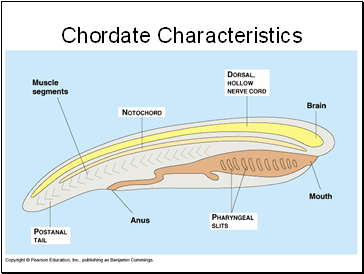 Chordate Characteristics