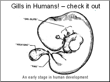 Gills in Humans! – check it out