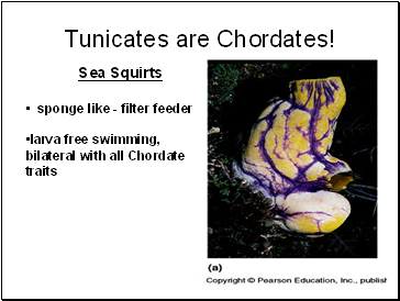 Tunicates are Chordates!