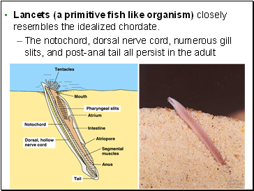 Lancets (a primitive fish like organism) closely resembles the idealized chordate.