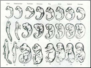 Tunicates are Chordates!