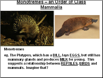 Monotremes – an Order of Class Mammalia