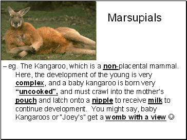 Marsupials