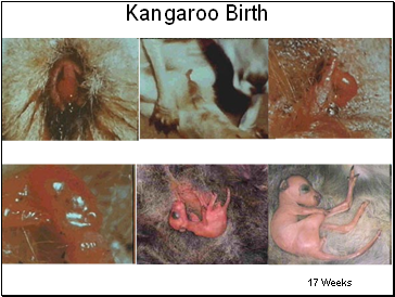 Kangaroo Birth