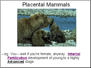 Placental Mammals