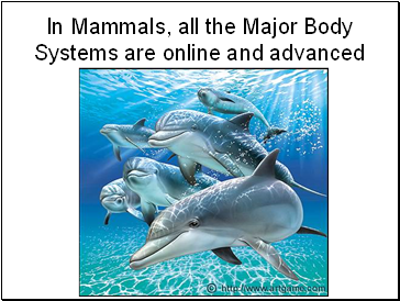 In Mammals, all the Major Body Systems are online and advanced