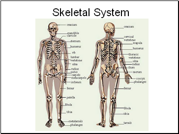 Skeletal System