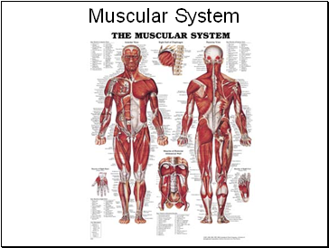 Muscular System