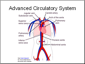 Advanced Circulatory System