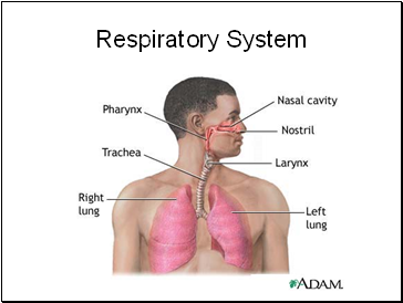 Respiratory System