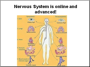 Nervous System is online and advanced!
