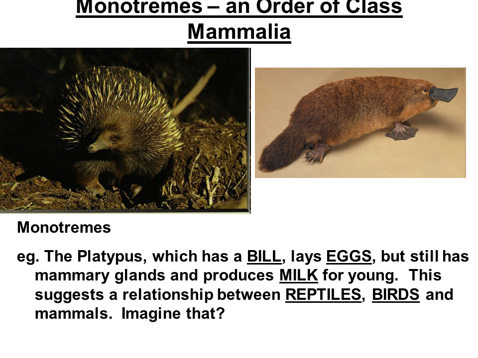 similarities between placentals and marsupials and monotremes