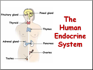 The Human Endocrine System