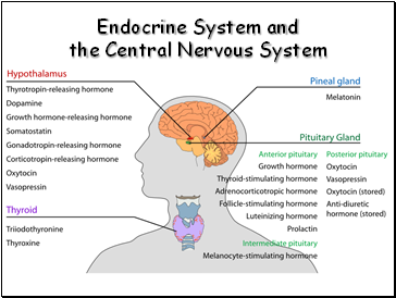 Endocrine System and the Central Nervous System