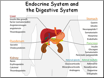 Endocrine System and the Digestive System