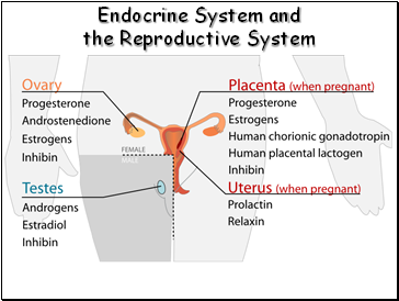 Endocrine System and the Reproductive System