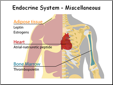 Endocrine System - Miscellaneous