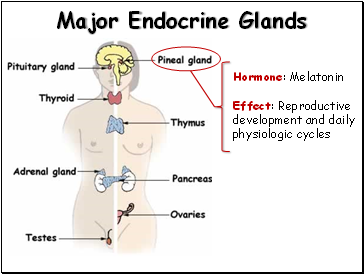 Major Endocrine Glands