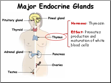 Major Endocrine Glands