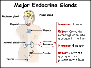 Major Endocrine Glands