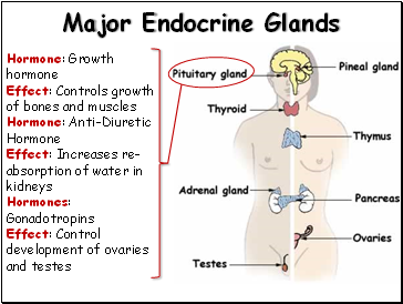 Major Endocrine Glands