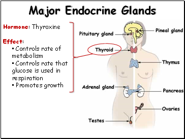 Major Endocrine Glands