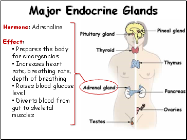 Major Endocrine Glands