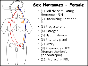 Sex Hormones - Female