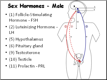 Sex Hormones - Male