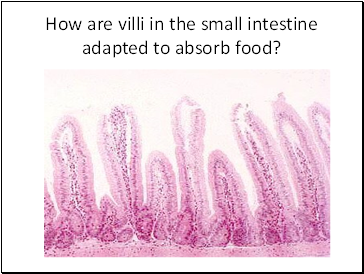How are villi in the small intestine adapted to absorb food?
