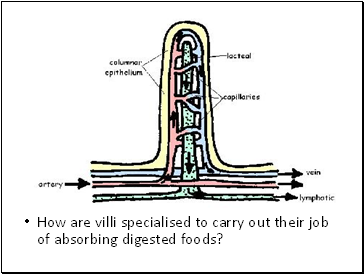 How are villi specialised to carry out their job of absorbing digested foods?