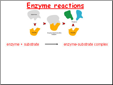 Enzyme reactions
