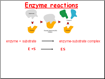 Enzyme reactions