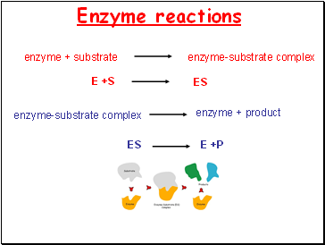 Enzyme reactions