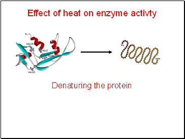 Effect of heat on enzyme activty