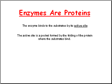 Enzymes Are Proteins
